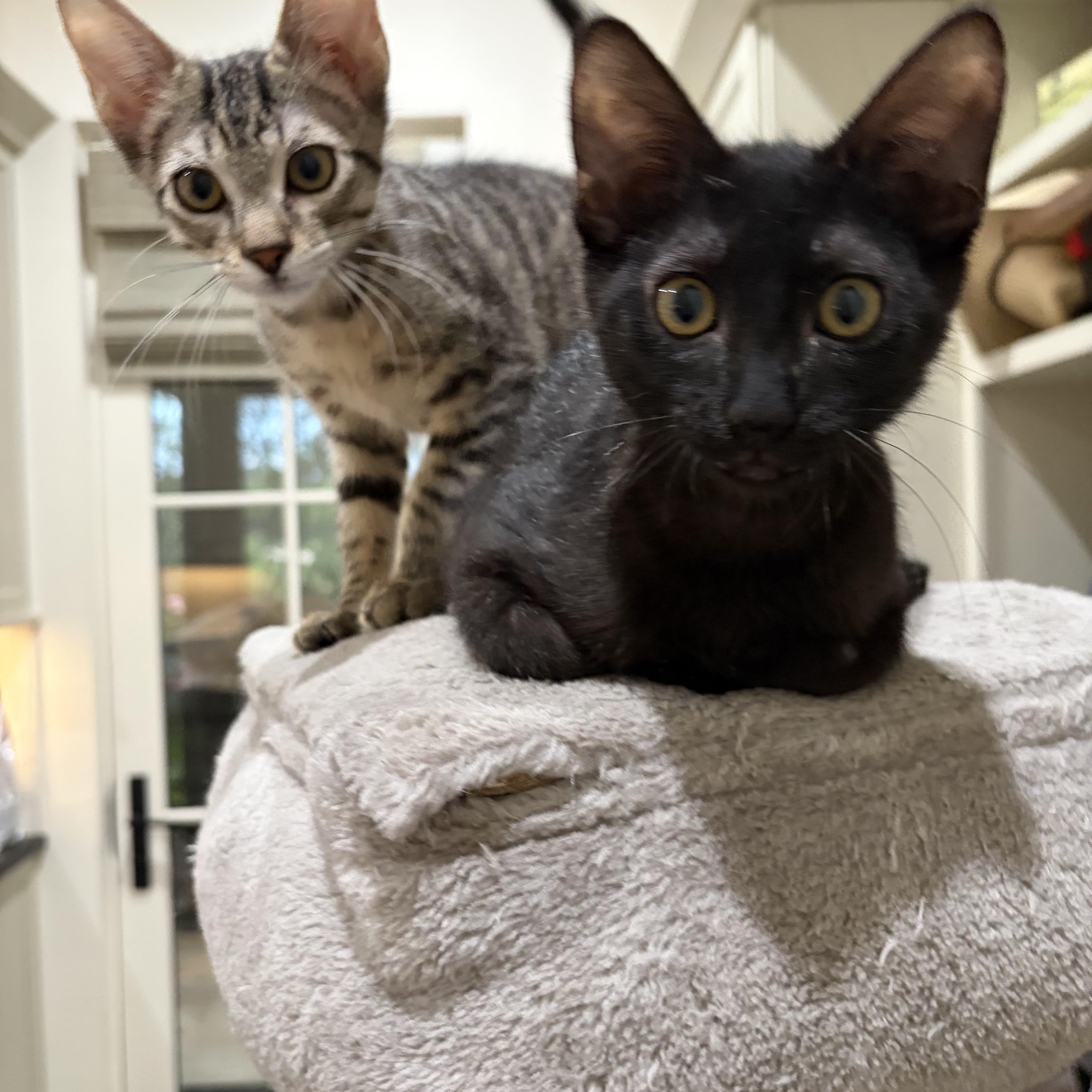 Enlarge Donovan from Dingle, a Adoptable Domestic Short Hair in Boston, MA image 5/6