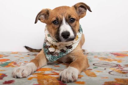 Enlarge Mitzi, a Adoptable mixed breed in Greenville, SC image 1/1