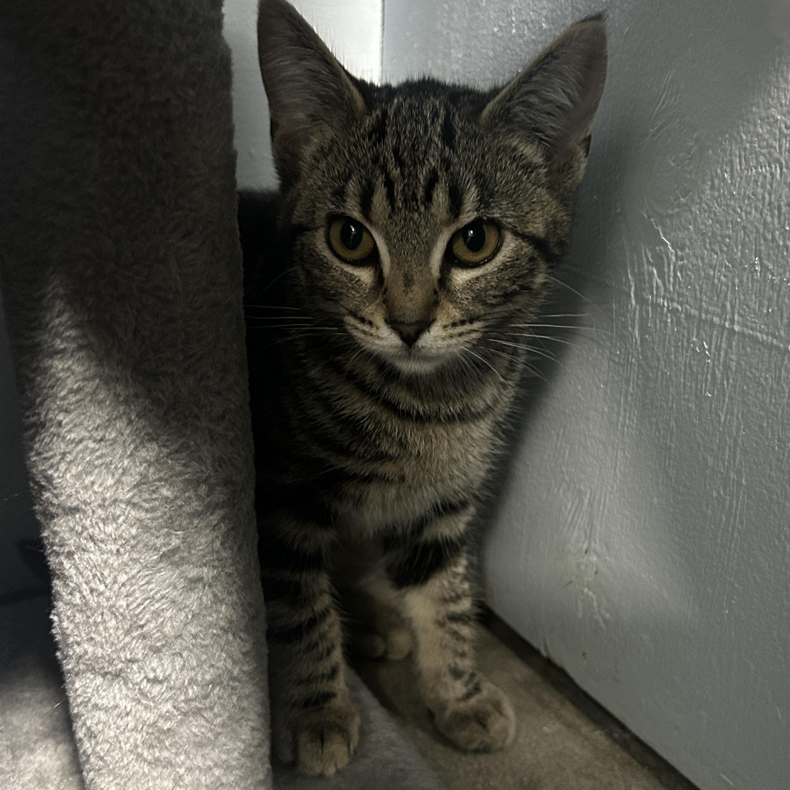 Enlarge Mrs Refrigerator, a Adoptable Domestic Short Hair in Mission, BC image 3/3