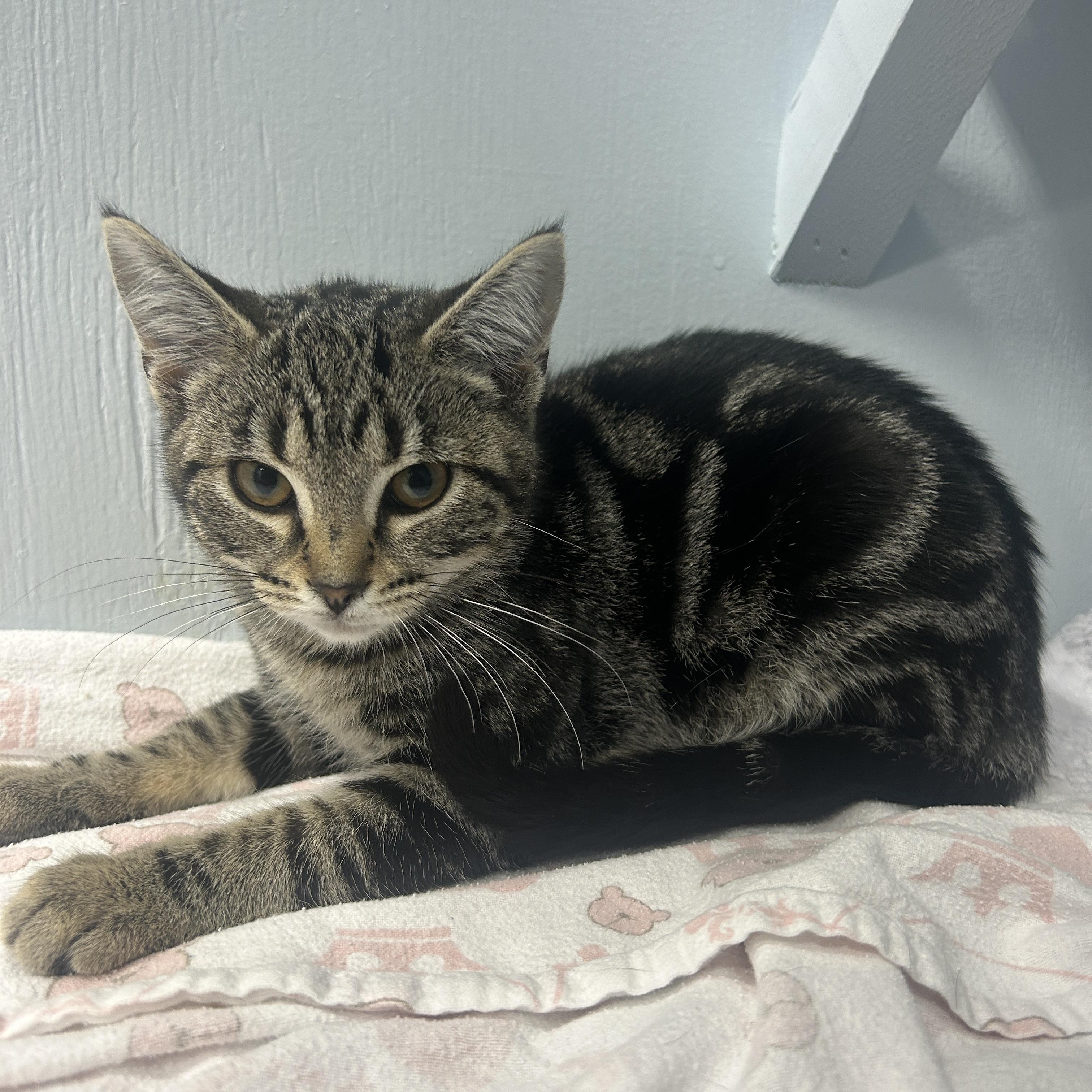 Enlarge Mrs Refrigerator, a Adoptable Domestic Short Hair in Mission, BC image 2/3