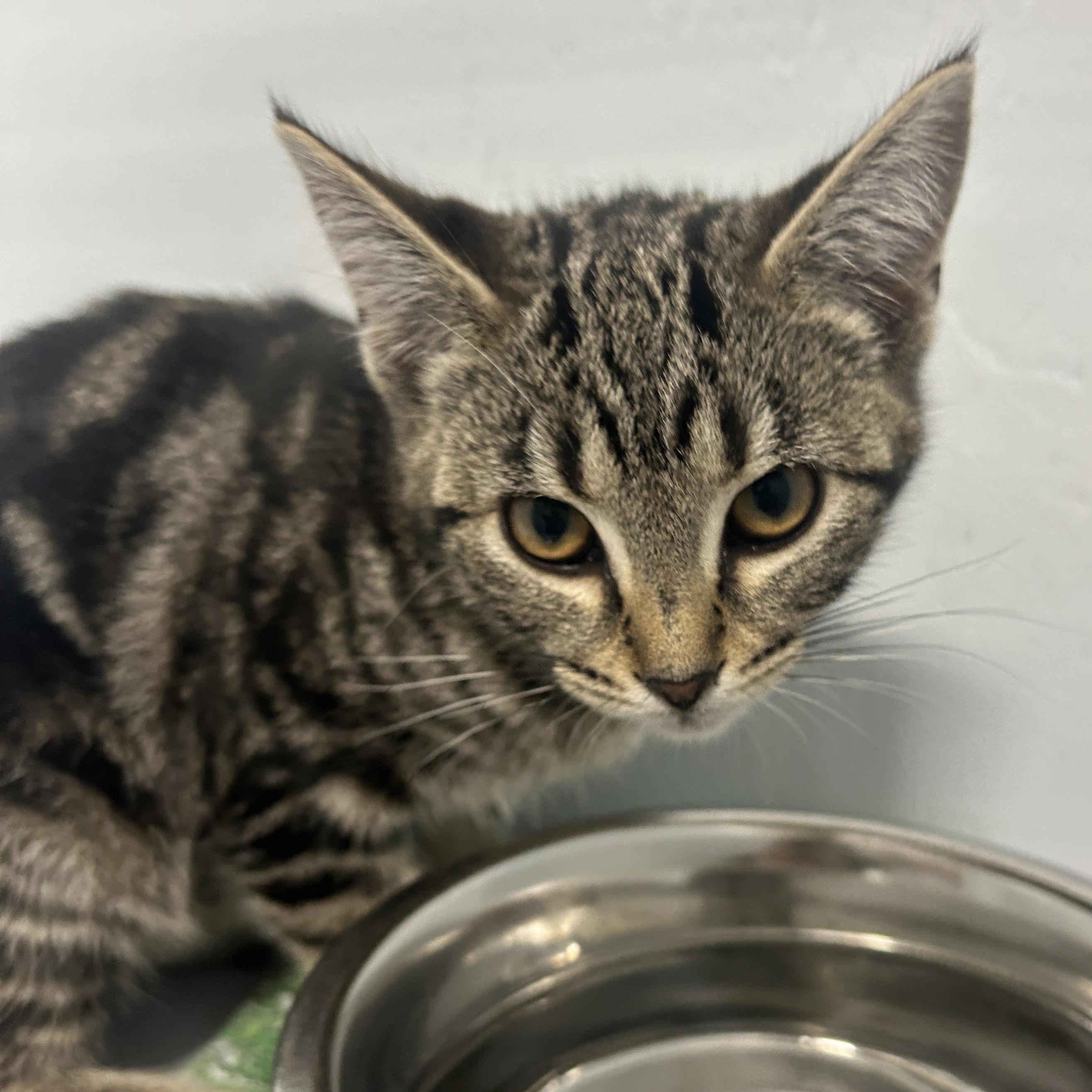 Enlarge Mrs Refrigerator, a Adoptable Domestic Short Hair in Mission, BC image 1/3