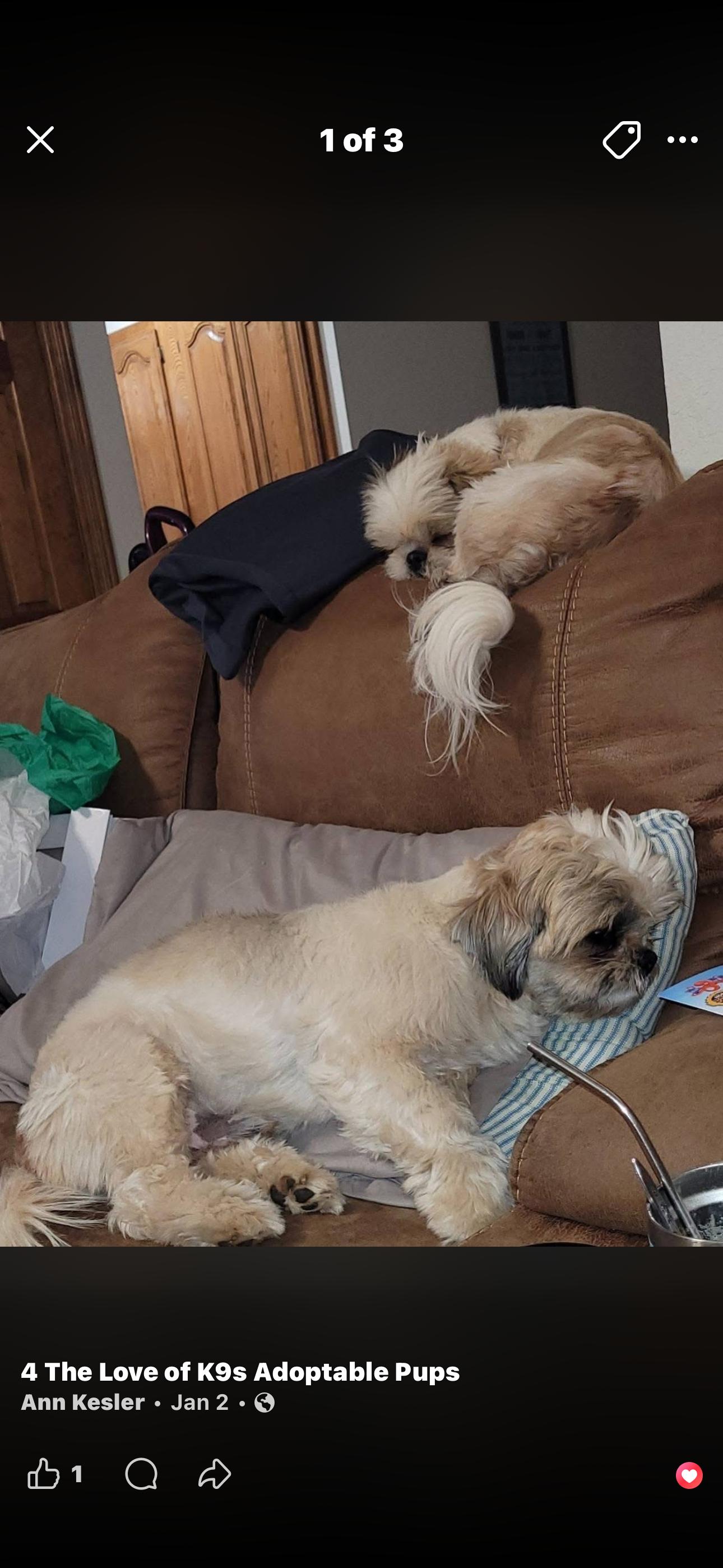 Enlarge 2121 Bert and Ernie, an adopted Shih Tzu in Springfield, MO image 2/3