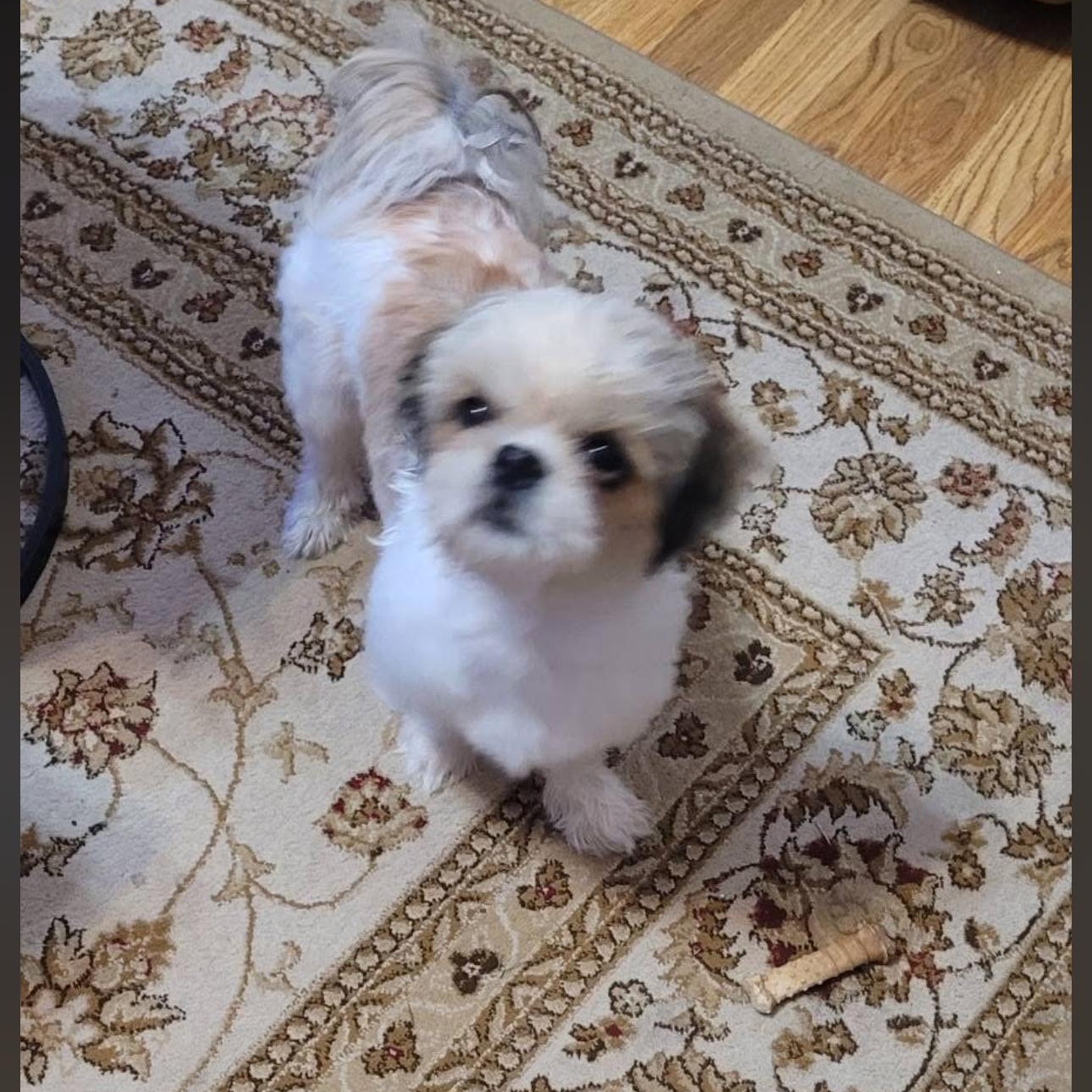 Enlarge 2121 Bert and Ernie, an adopted Shih Tzu in Springfield, MO image 3/3