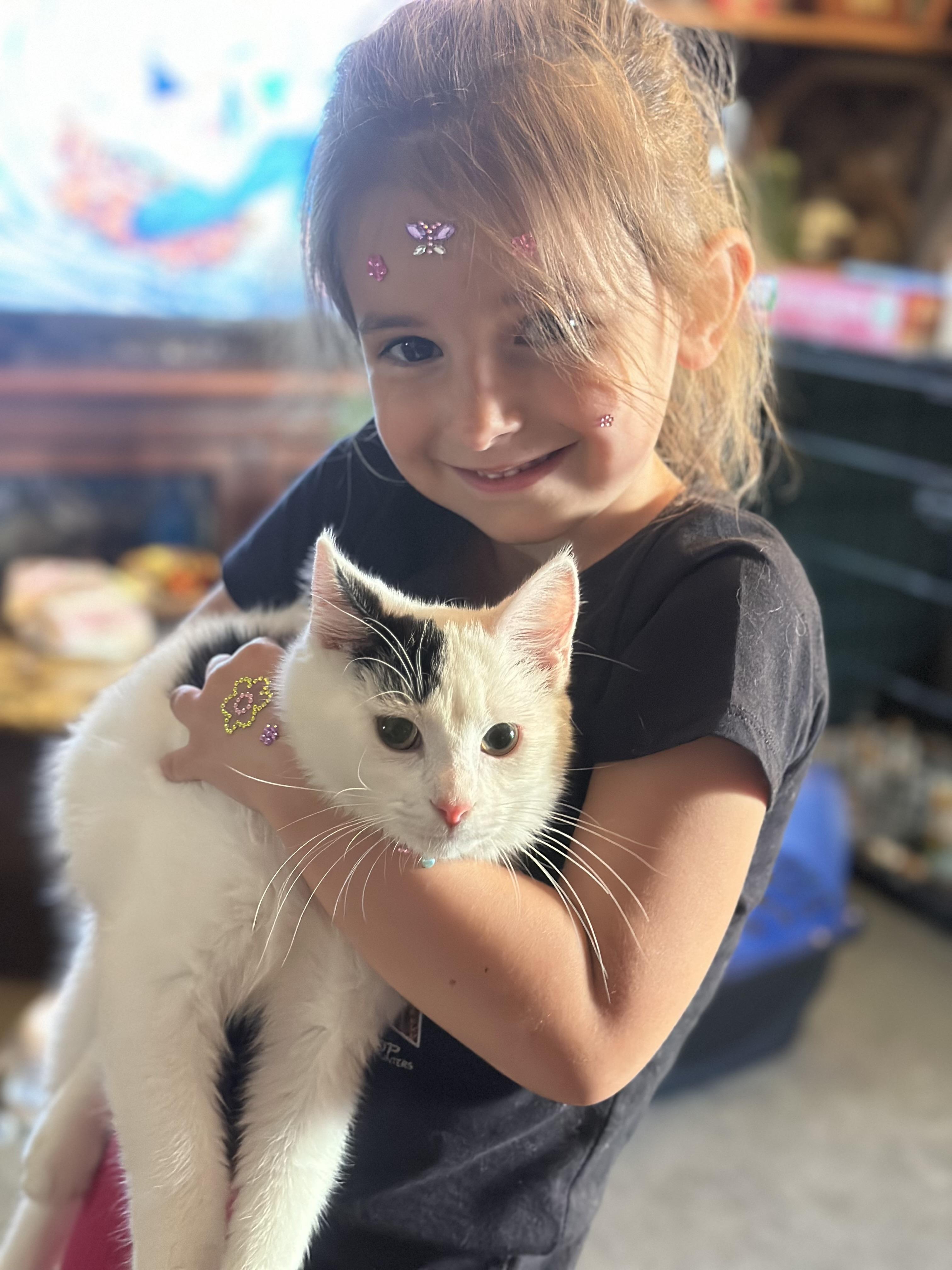 Percival, Adopted, Young Male Domestic Short Hair.