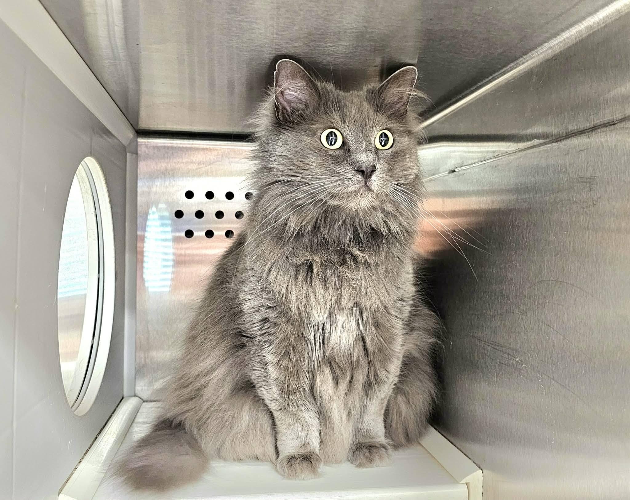 Enlarge Fila, an adoptable Nebelung in Oak Ridge, TN image 2/5
