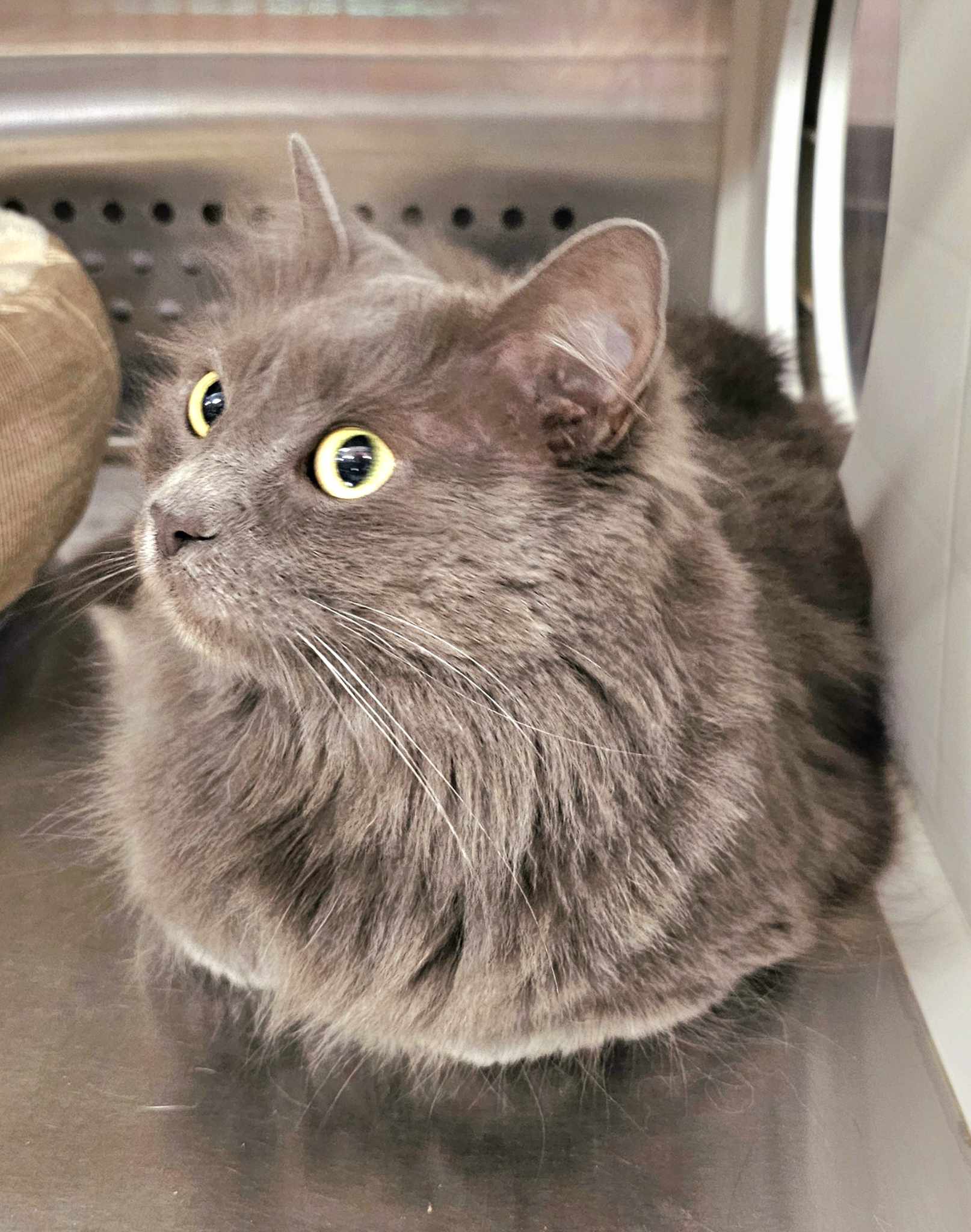 Enlarge Fila, a Adopted Nebelung in Oak Ridge, TN image 1/4