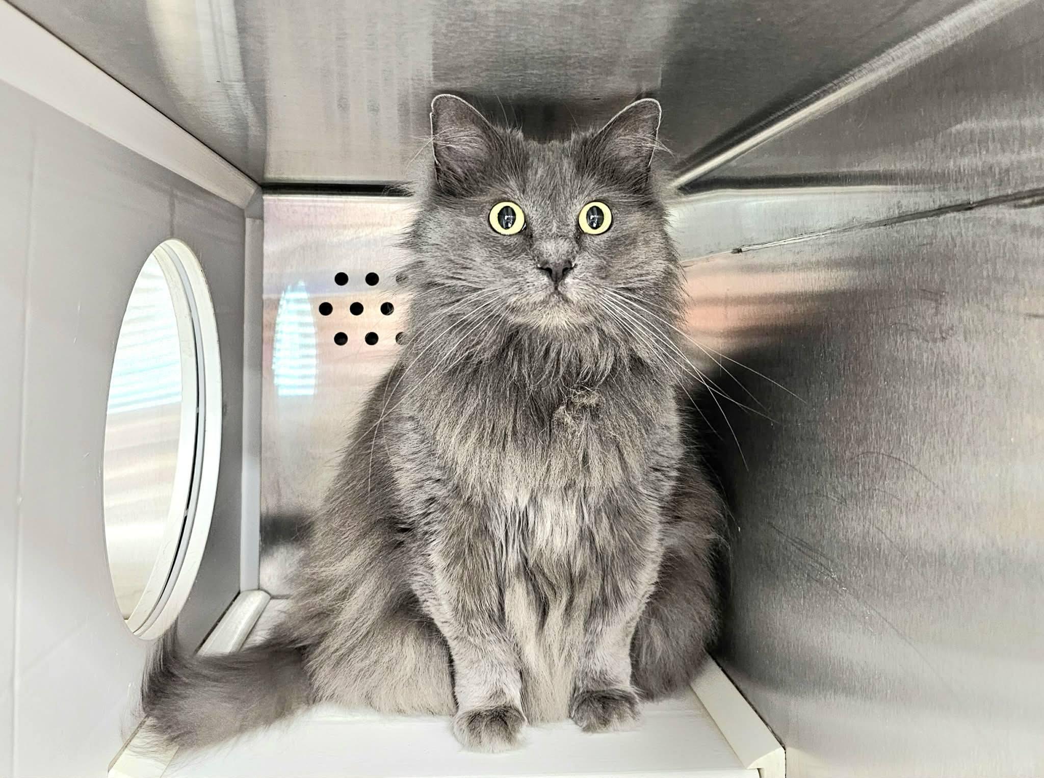 Fila, adoptable, Adult Female Nebelung.