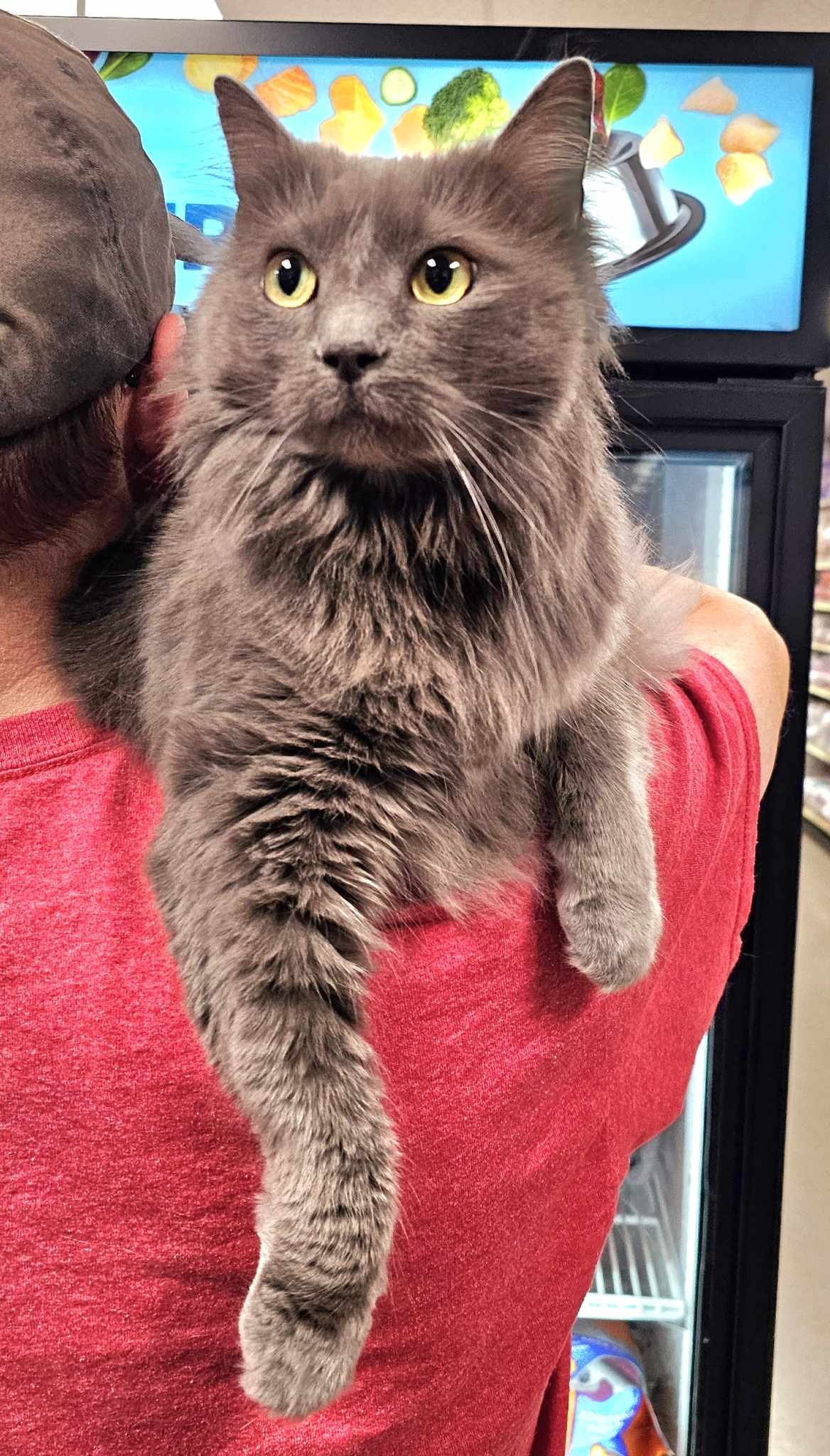 Cat for adoption Fila, a Nebelung in Oak Ridge, TN Petfinder