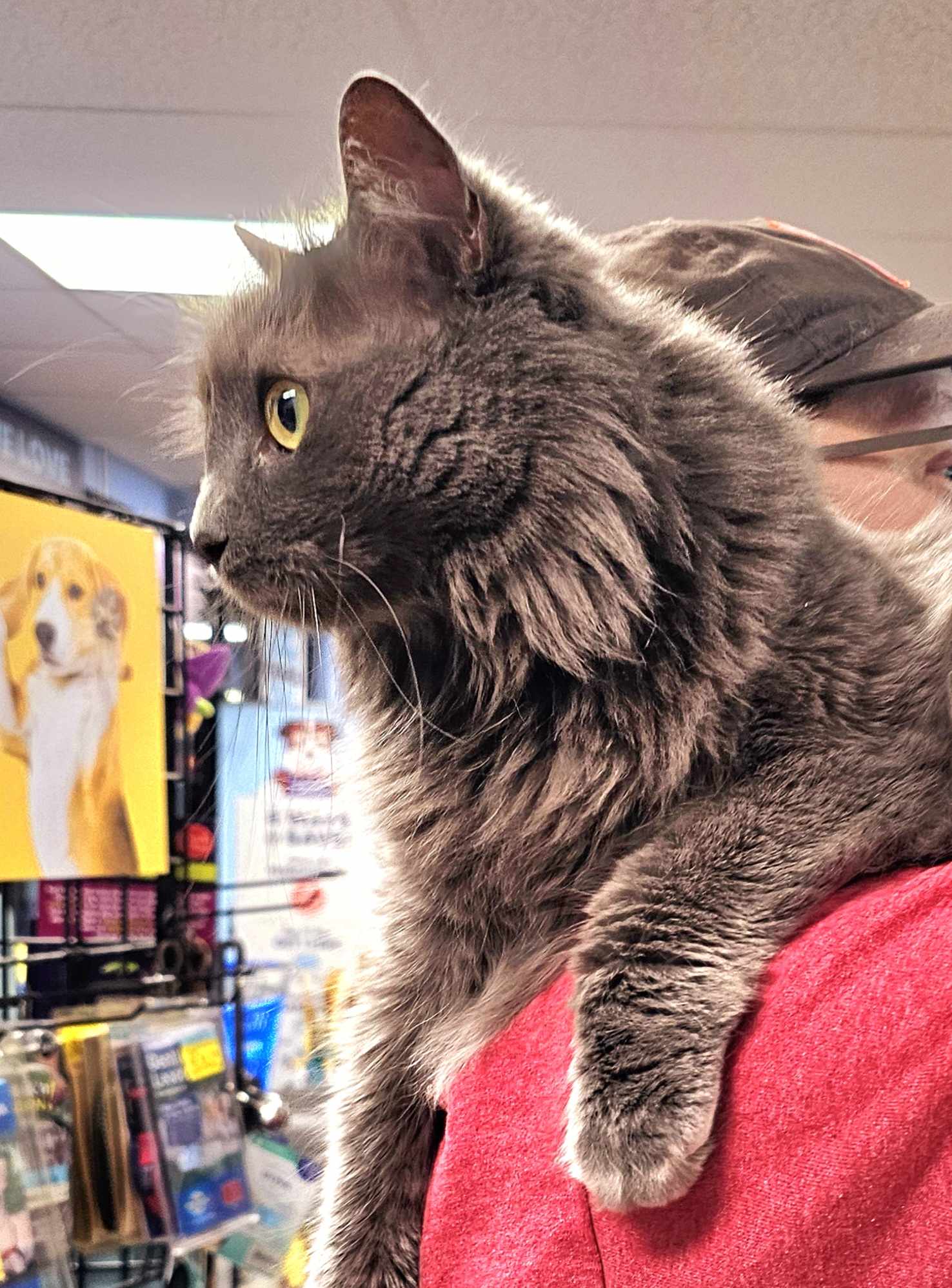 Enlarge Fila, a Adopted Nebelung in Oak Ridge, TN image 3/4