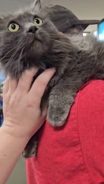 Enlarge Fila, a Adopted Nebelung in Oak Ridge, TN video 4/4