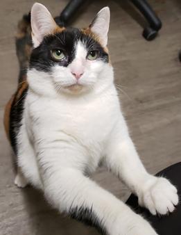 Matilda, a Adoptable mixed breed in Cleveland, OH image 2/3