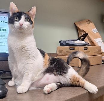 Matilda, a Adoptable mixed breed in Cleveland, OH image 3/3