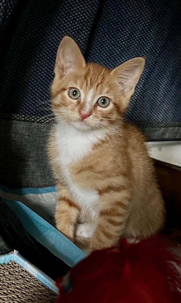 Habanero, Adoptable, Kitten Male Domestic Short Hair & Tabby.