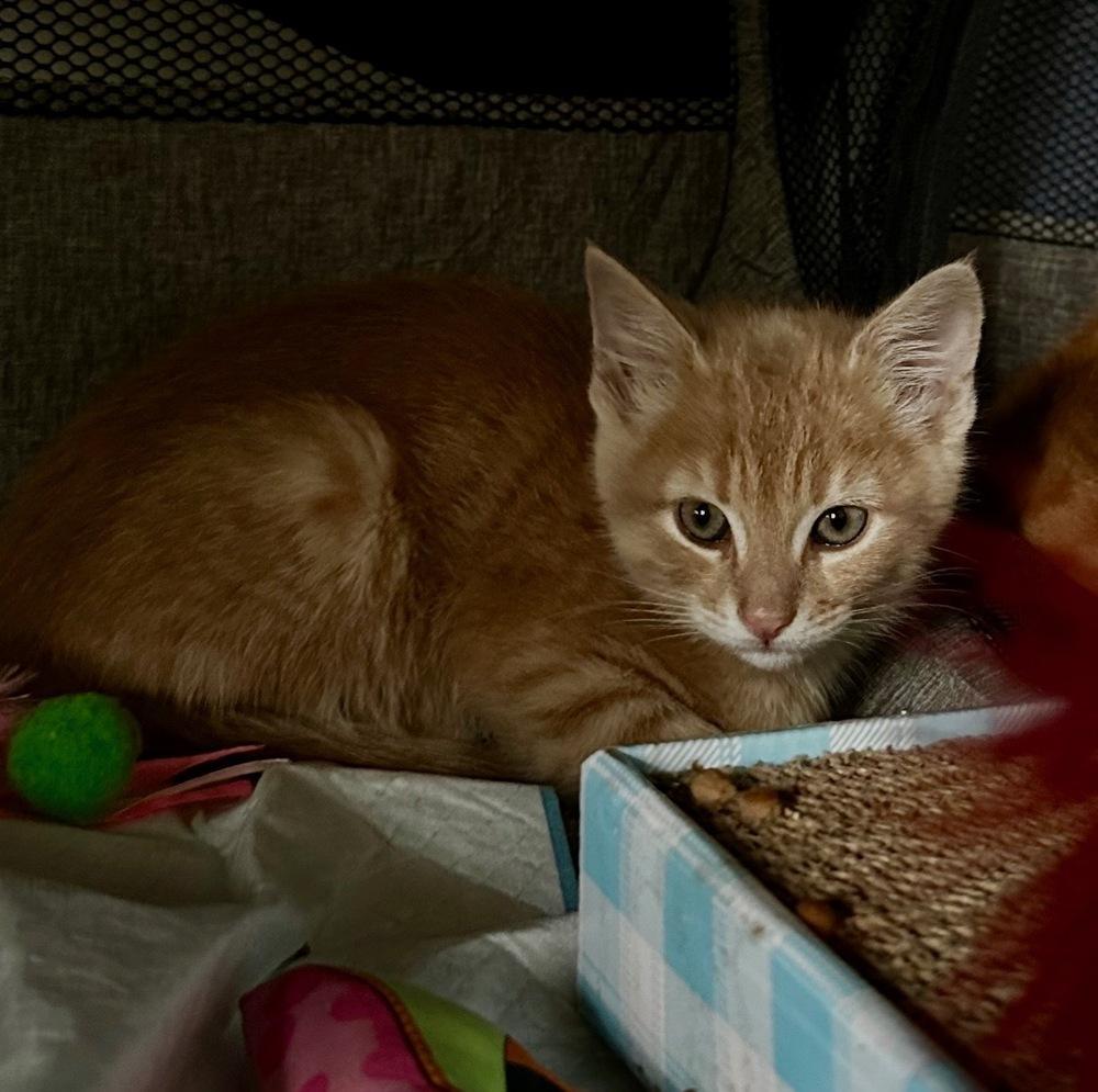 Enlarge Habanero, a Adoptable mixed breed in Vienna , VA image 2/6