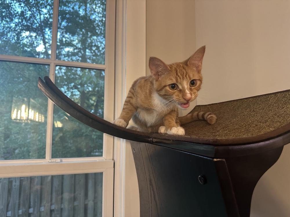 Enlarge Habanero, a Adoptable mixed breed in Vienna , VA image 4/6