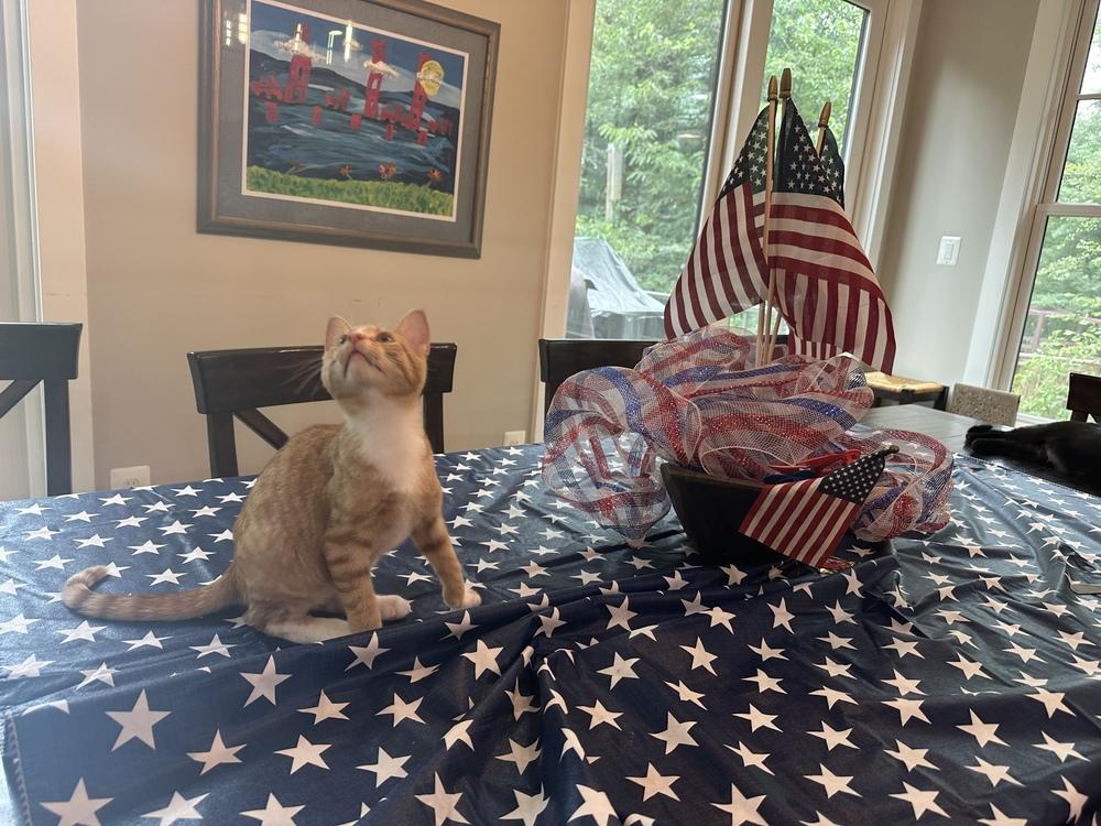 Enlarge Habanero, a Adoptable mixed breed in Vienna , VA image 5/6