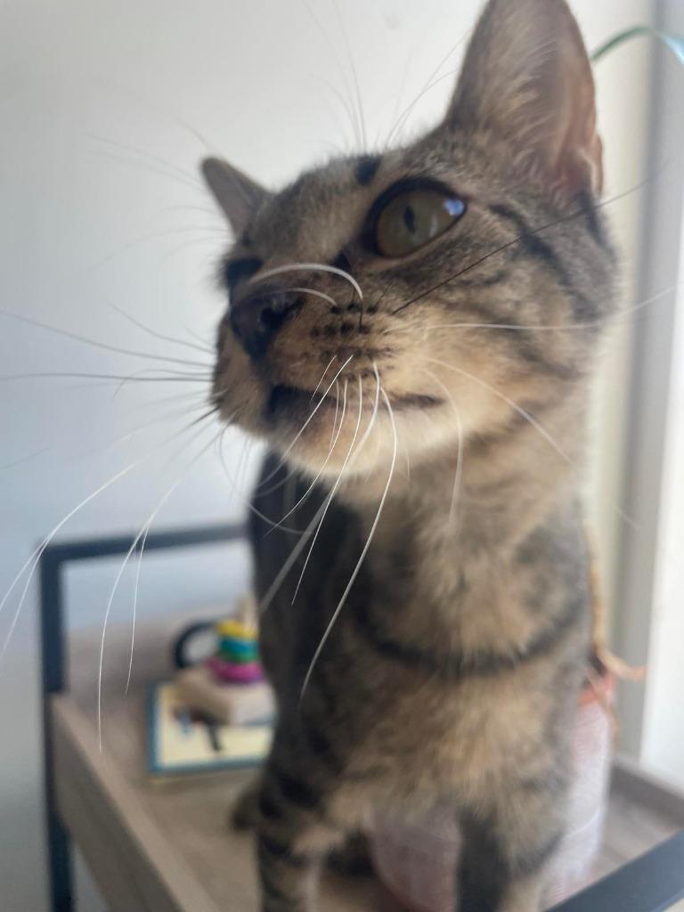 Roxanne, a Adoptable Domestic Short Hair in Augusta, GA image 2/3