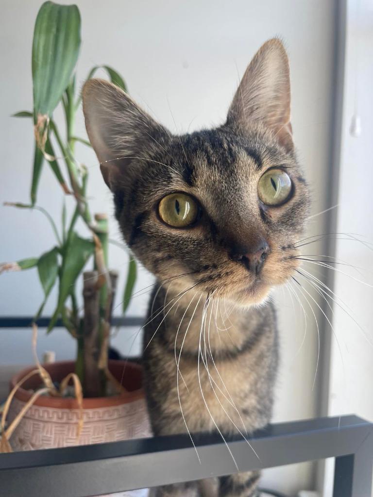 Roxanne, Adoptable, Young Female Domestic Short Hair.