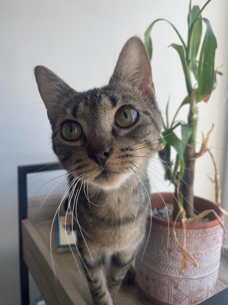 Enlarge Roxanne, a Adoptable Domestic Short Hair in Augusta, GA image 2/3