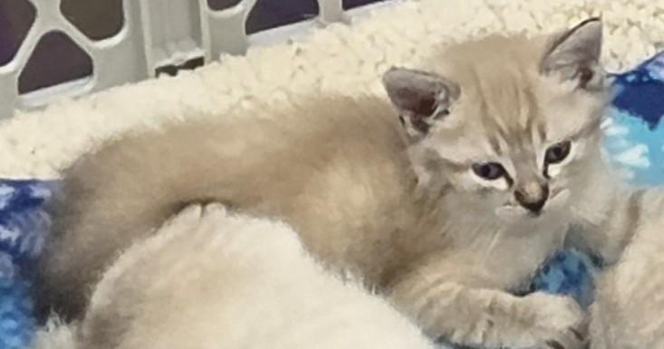 Enlarge Athena, an adoptable Siamese in Anna, IL image 2/3