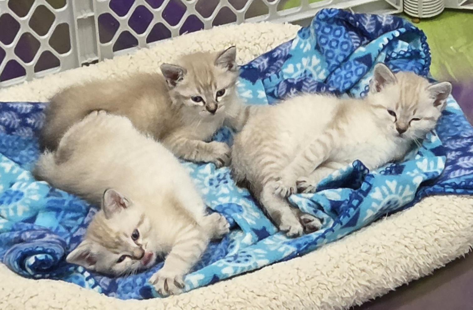 Enlarge Athena, an adoptable Siamese in Anna, IL image 3/3