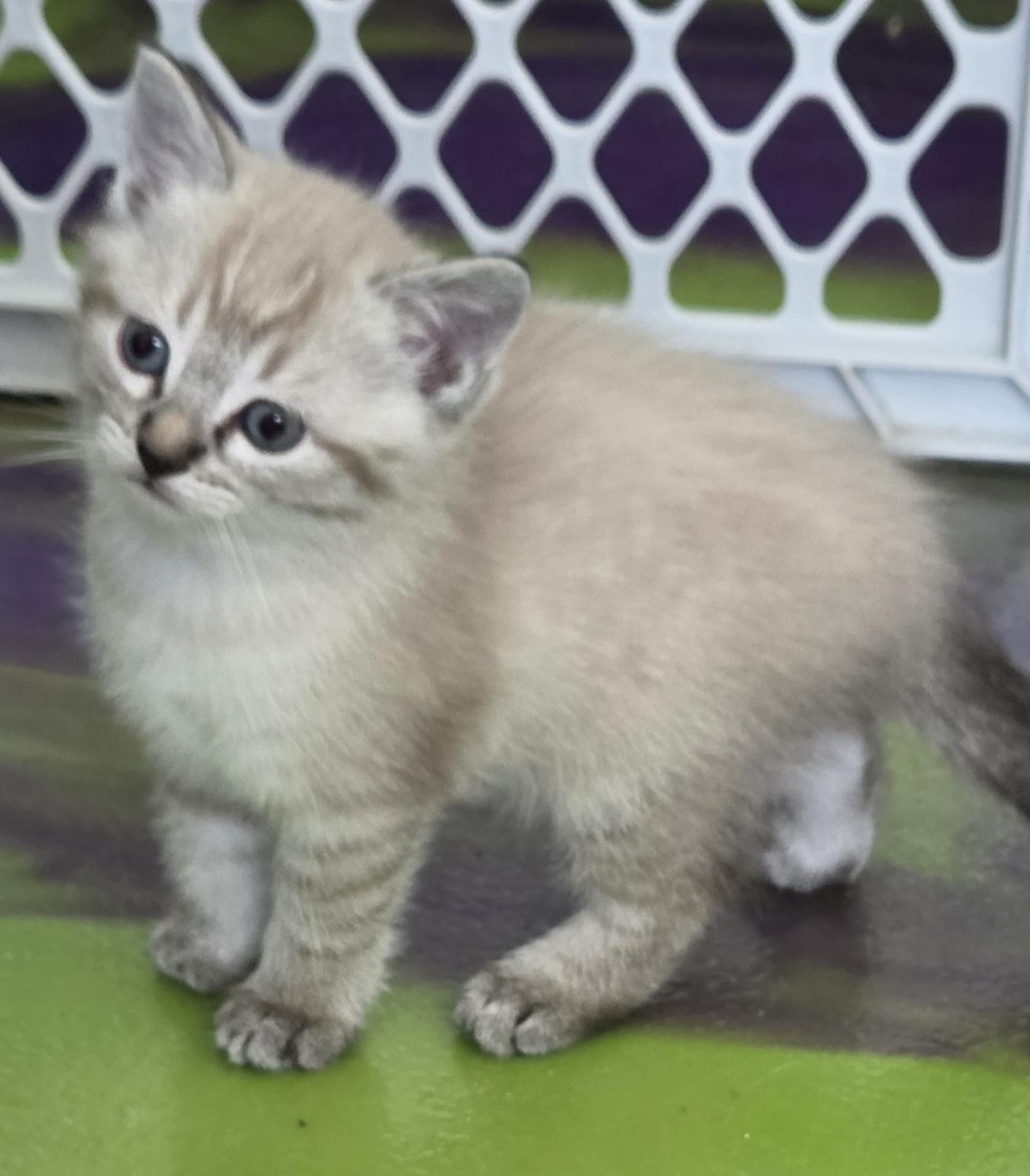 Enlarge Athena, an adoptable Siamese in Anna, IL image 1/3