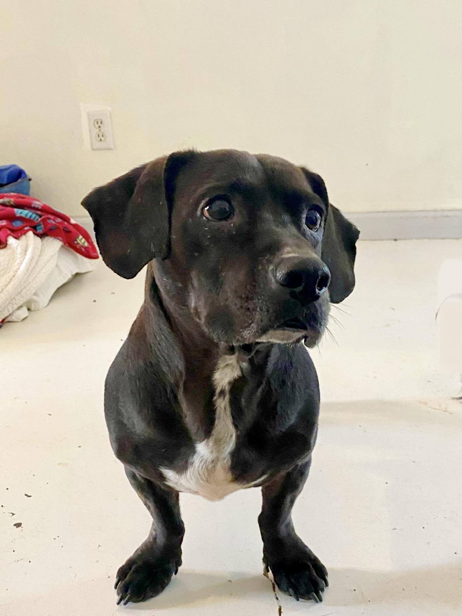 Enlarge Frank, a Adoptable mixed breed in Agua Dulce, CA image 5/5