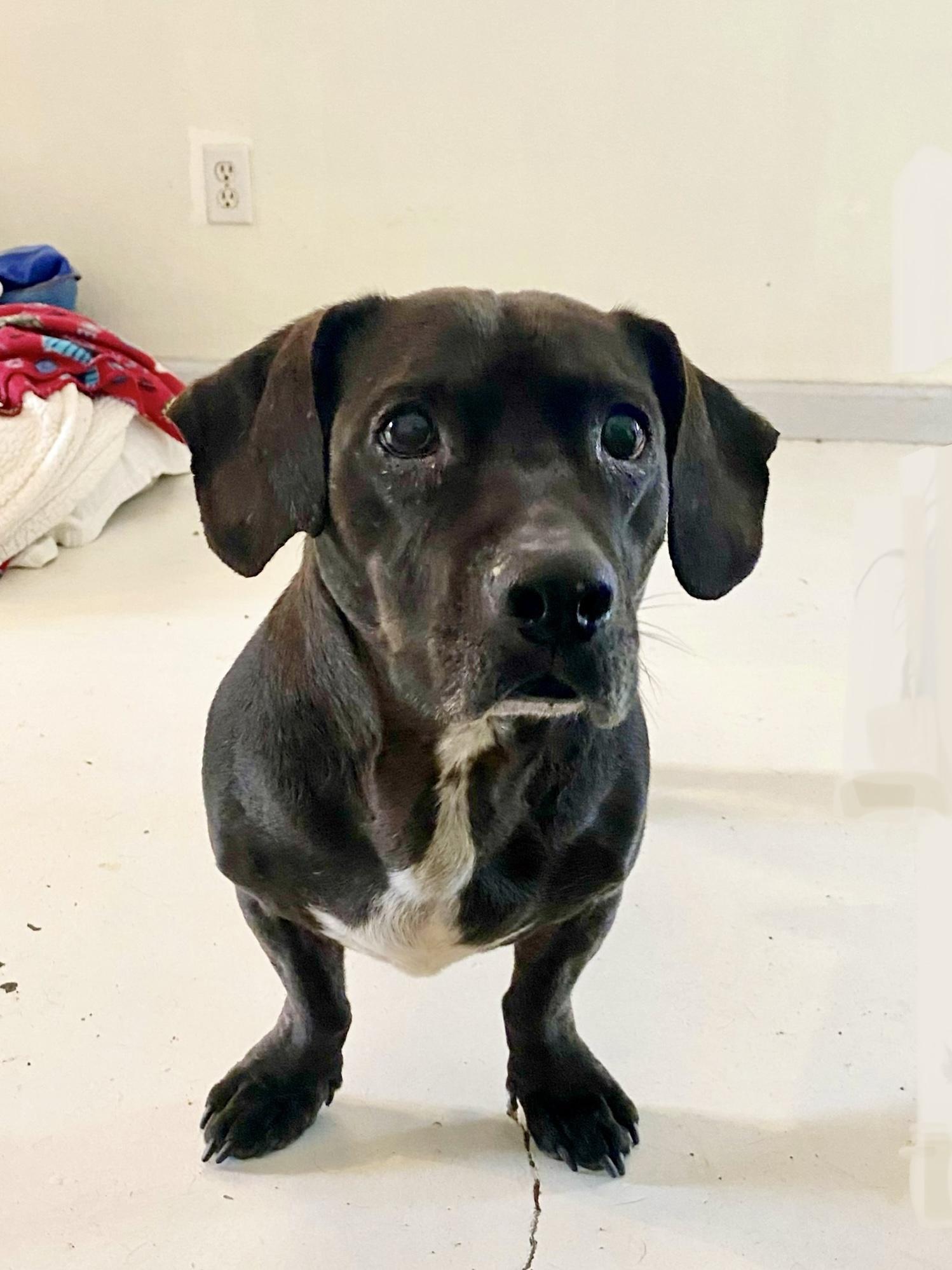 Enlarge Frank, a Adoptable mixed breed in Agua Dulce, CA image 4/5
