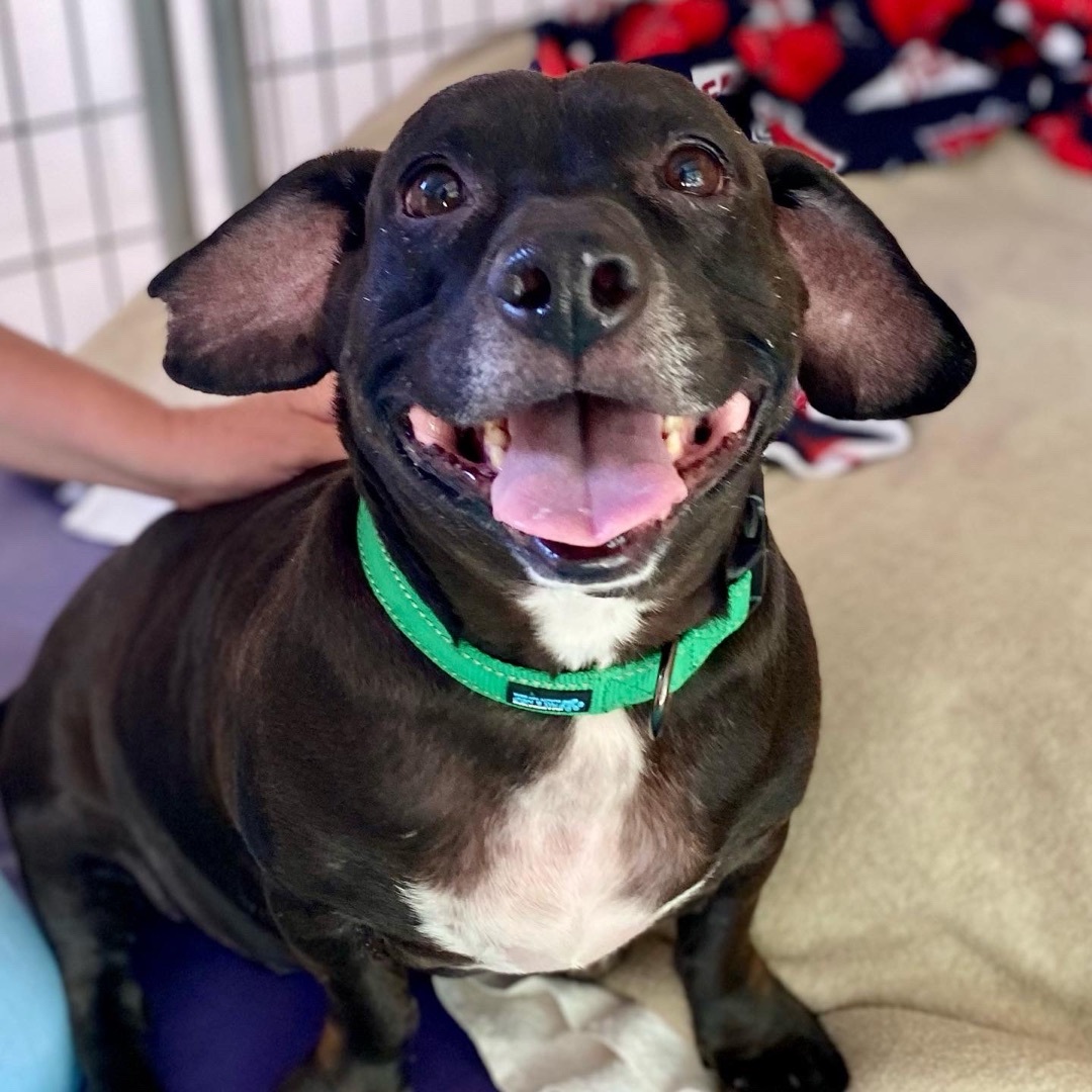 Frank, a Adoptable mixed breed in Agua Dulce, CA image 1/11