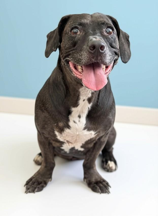 Frank, Adoptable, Senior Male Dachshund & Labrador Retriever.
