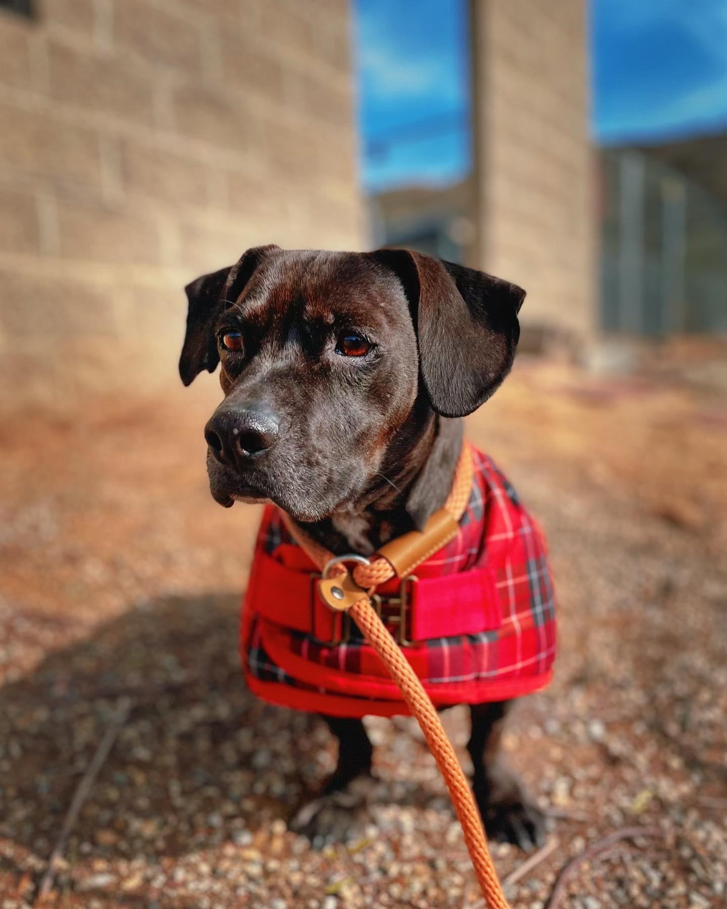 Enlarge Frank, a Adoptable mixed breed in Agua Dulce, CA image 2/5
