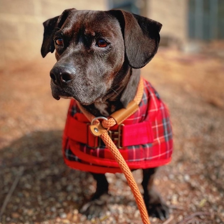 Frank, a Adoptable mixed breed in Agua Dulce, CA image 2/11