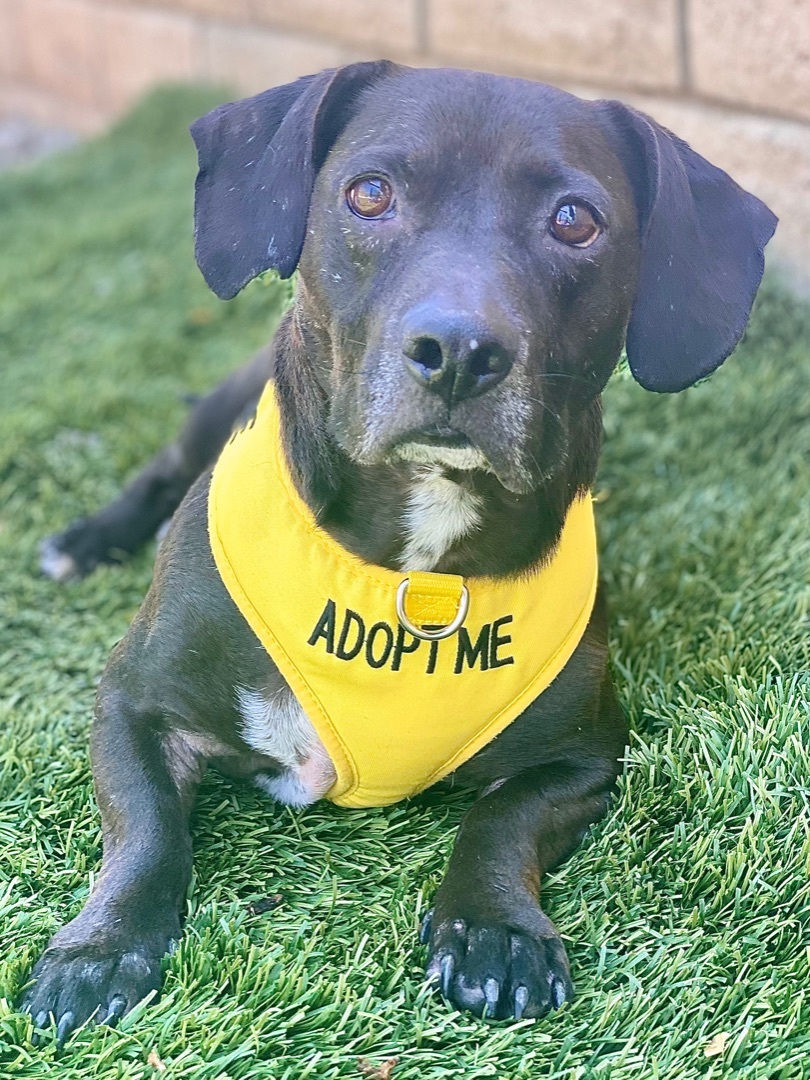 Frank, a Adoptable mixed breed in Agua Dulce, CA image 3/11