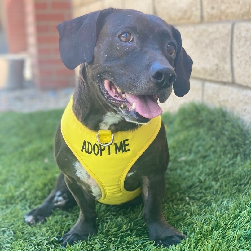 Frank, a Adoptable mixed breed in Agua Dulce, CA image 4/11