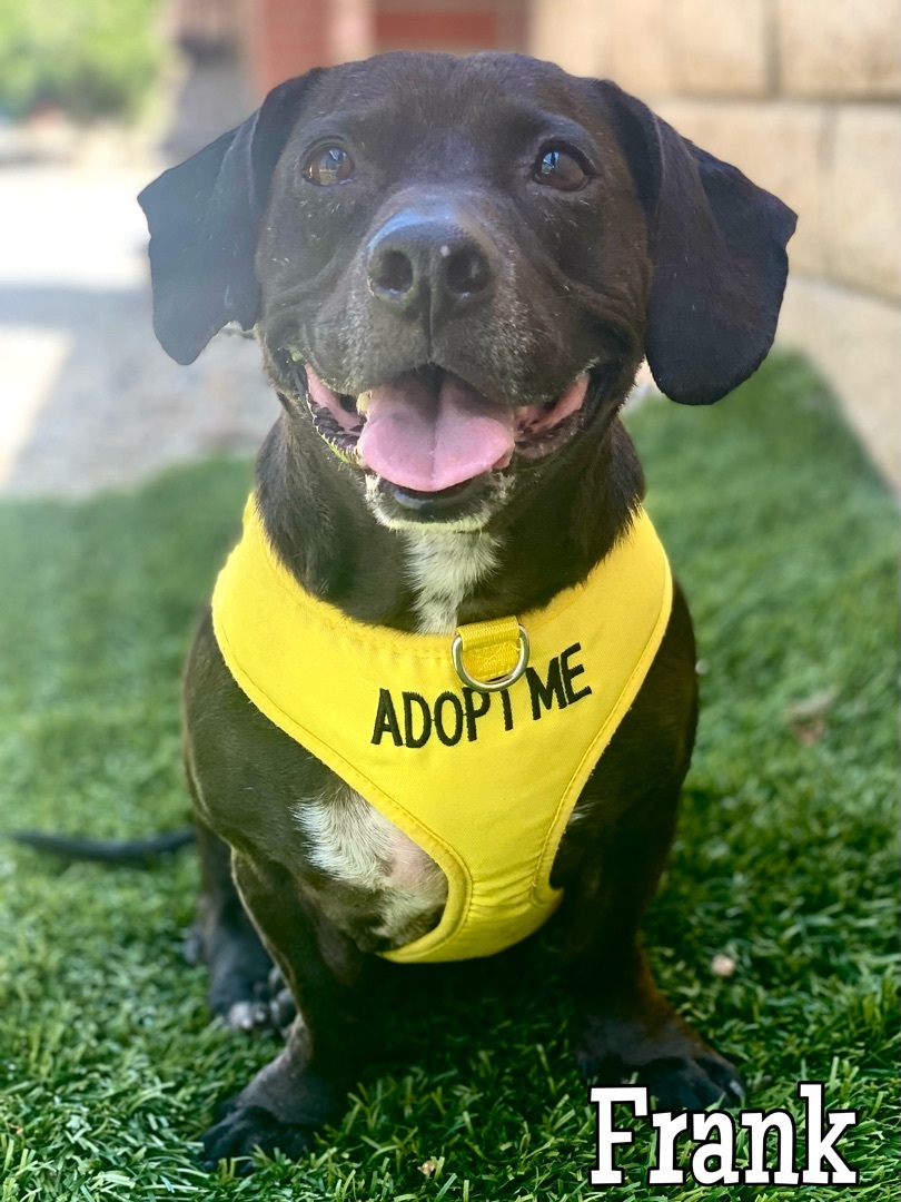 Frank, a Adoptable mixed breed in Agua Dulce, CA image 5/11