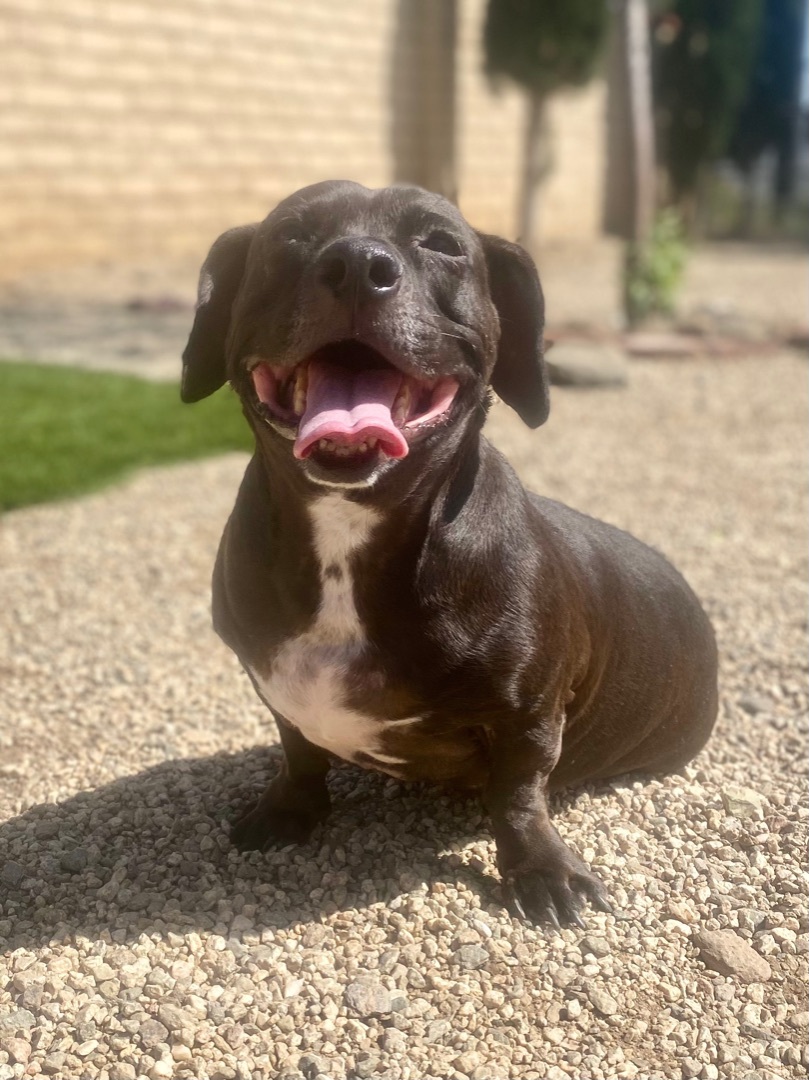 Frank, a Adoptable mixed breed in Agua Dulce, CA image 6/11