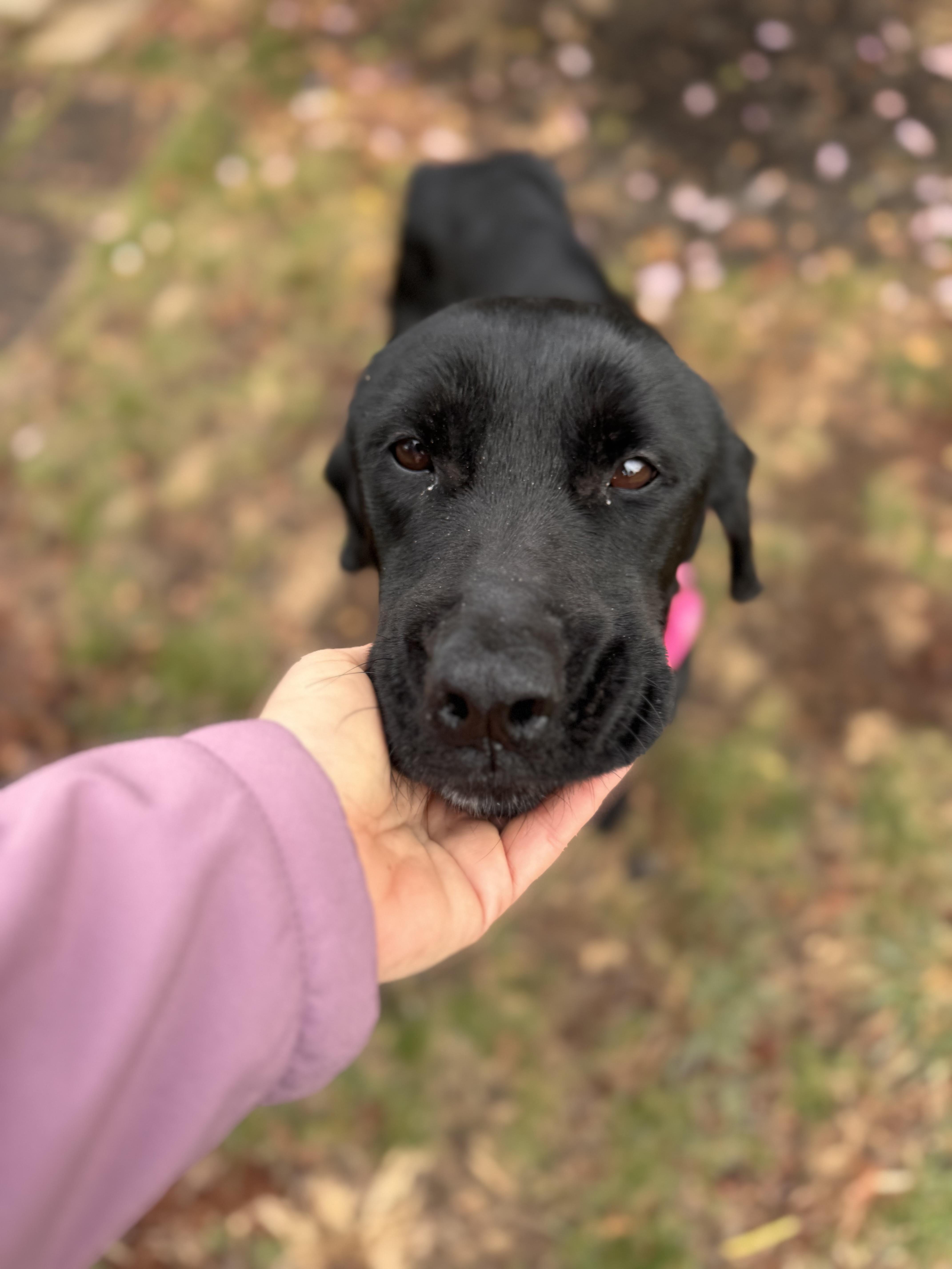 Queen, ADOPTABLE, Adult Female Black Labrador Retriever.