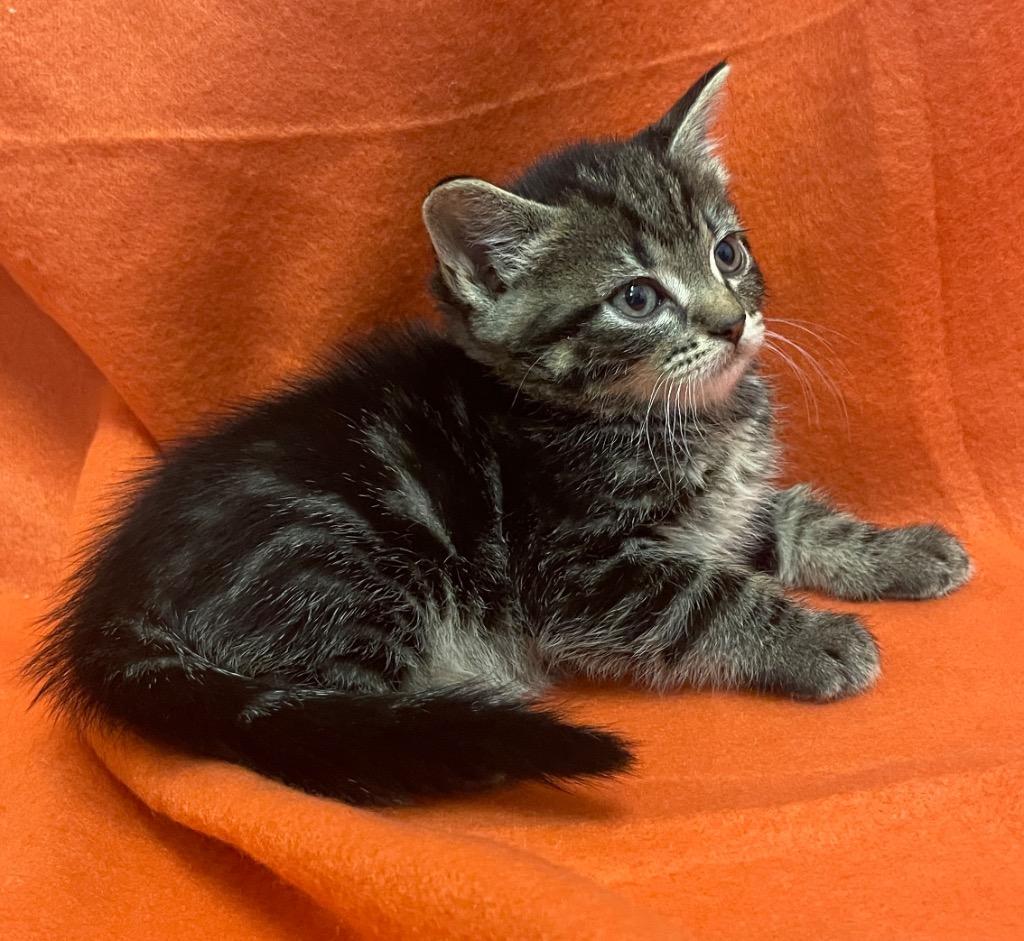 Otis, Adoptable, Young Male Domestic Short Hair.