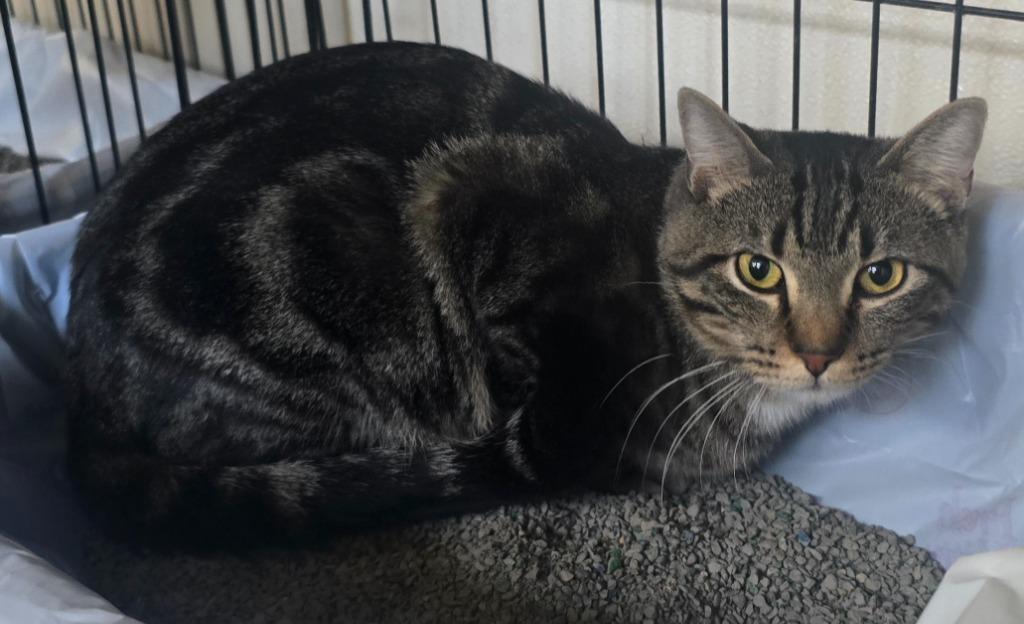 Otis, a Adoptable mixed breed in Murphysboro, IL image 2/3