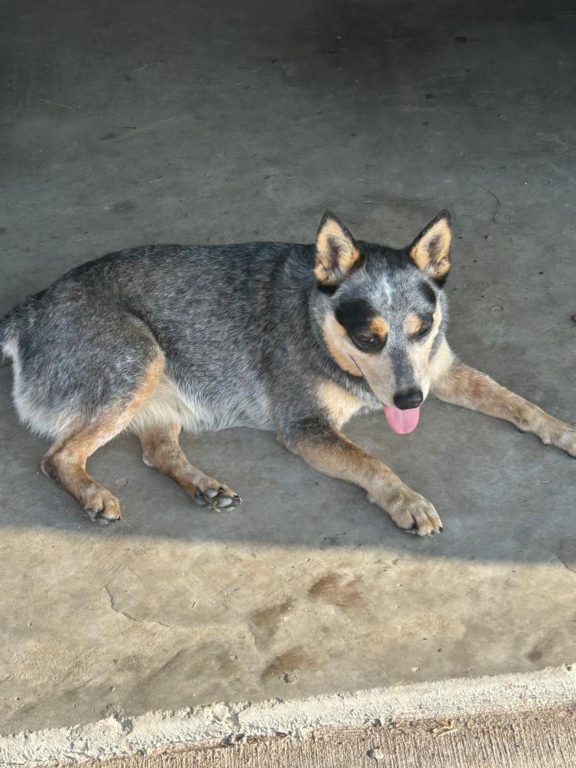 Molly the Blue Heeler, Adoptable, Adult Female Australian Cattle Dog / Blue Heeler.