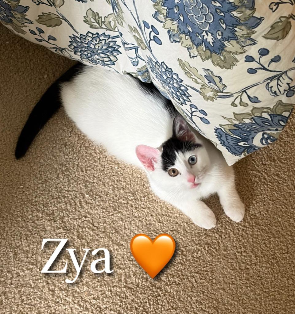 Zya, Adoptable, Young Female Domestic Short Hair.