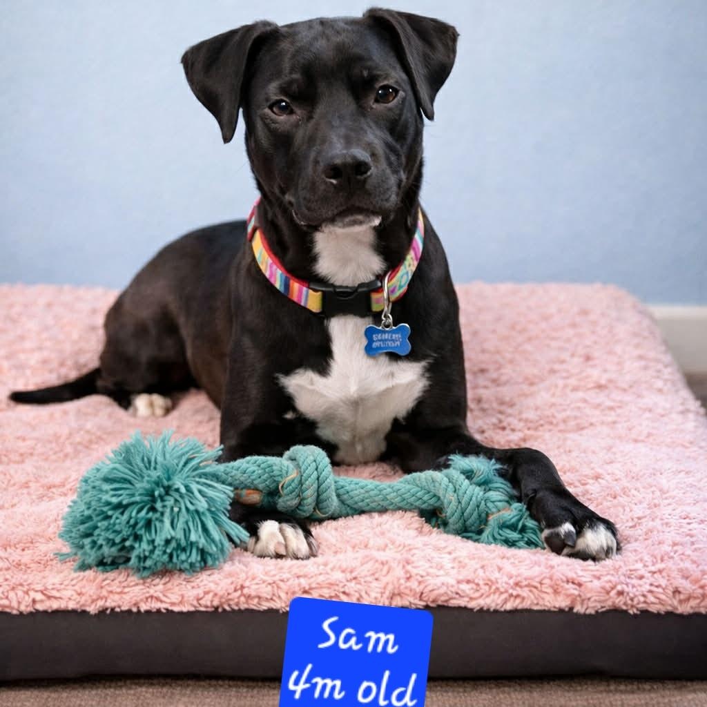 Enlarge Little boy Sam , a ADOPTABLE mixed breed in Blue Bell, PA image 2/5
