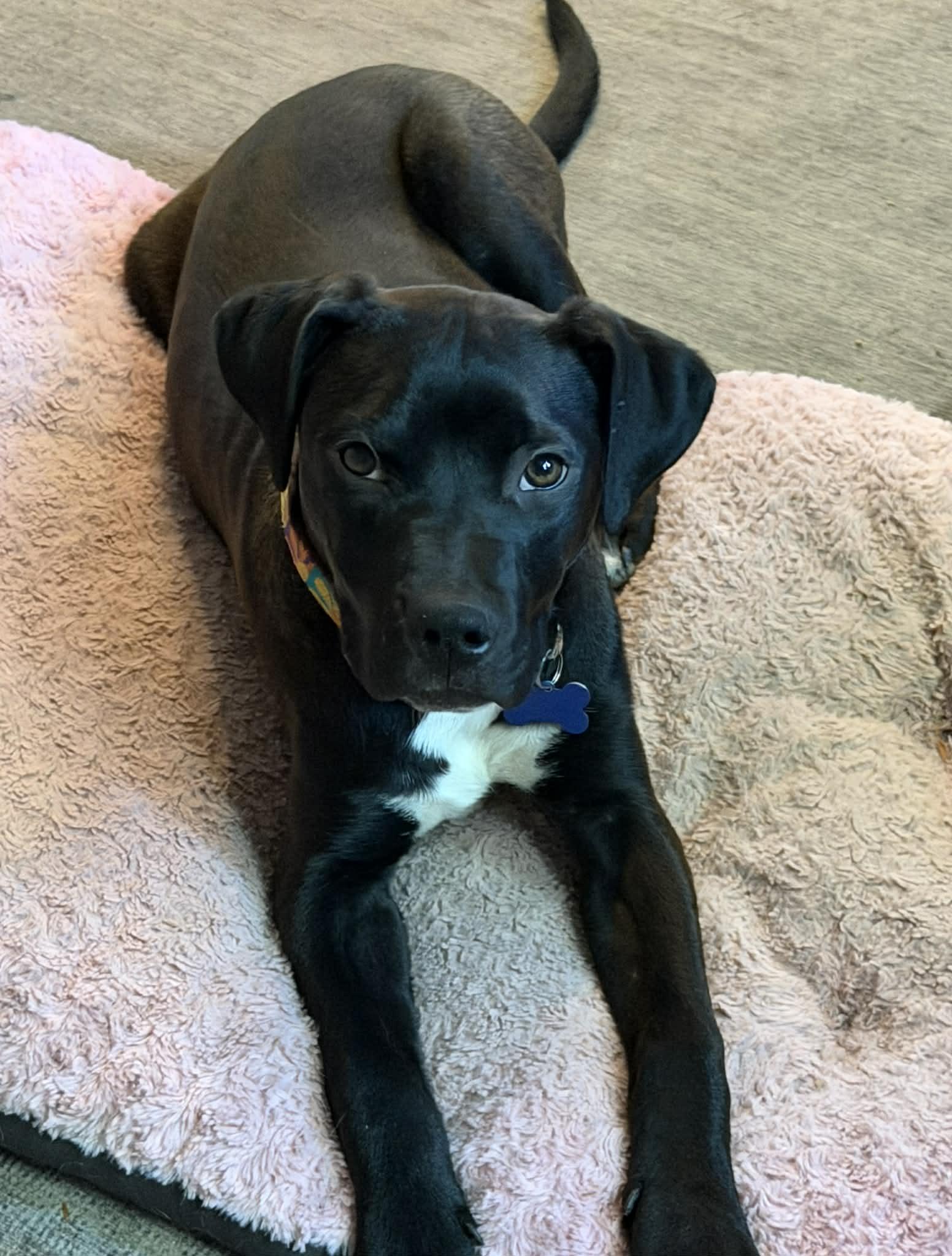 Enlarge Little boy Sam , a ADOPTABLE mixed breed in Blue Bell, PA image 4/5