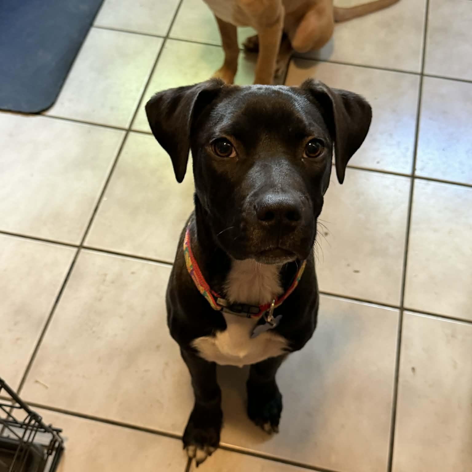 Enlarge Little boy Sam , a ADOPTABLE mixed breed in Blue Bell, PA image 5/5