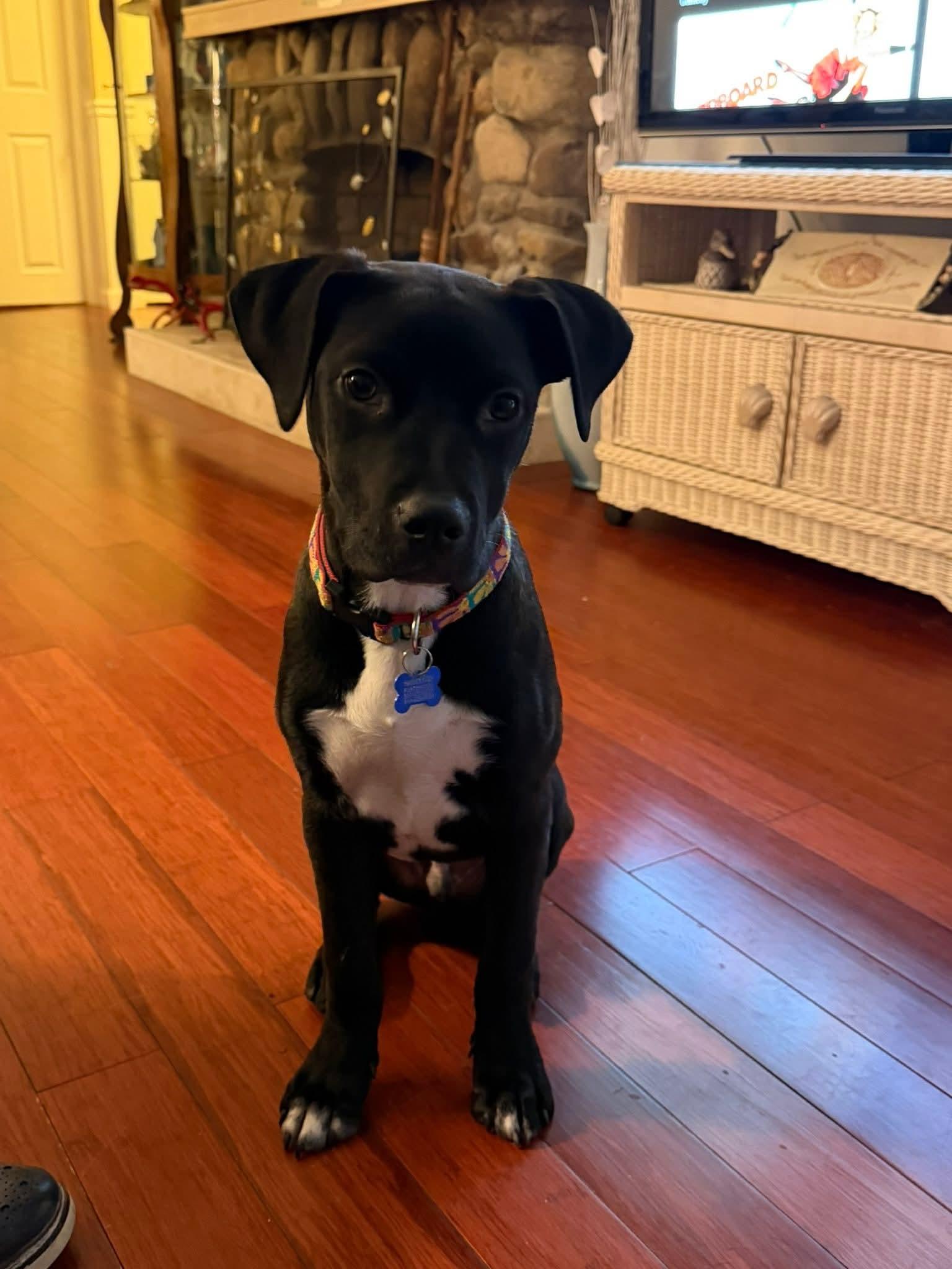 Enlarge Little boy Sam , a ADOPTABLE mixed breed in Blue Bell, PA image 1/5