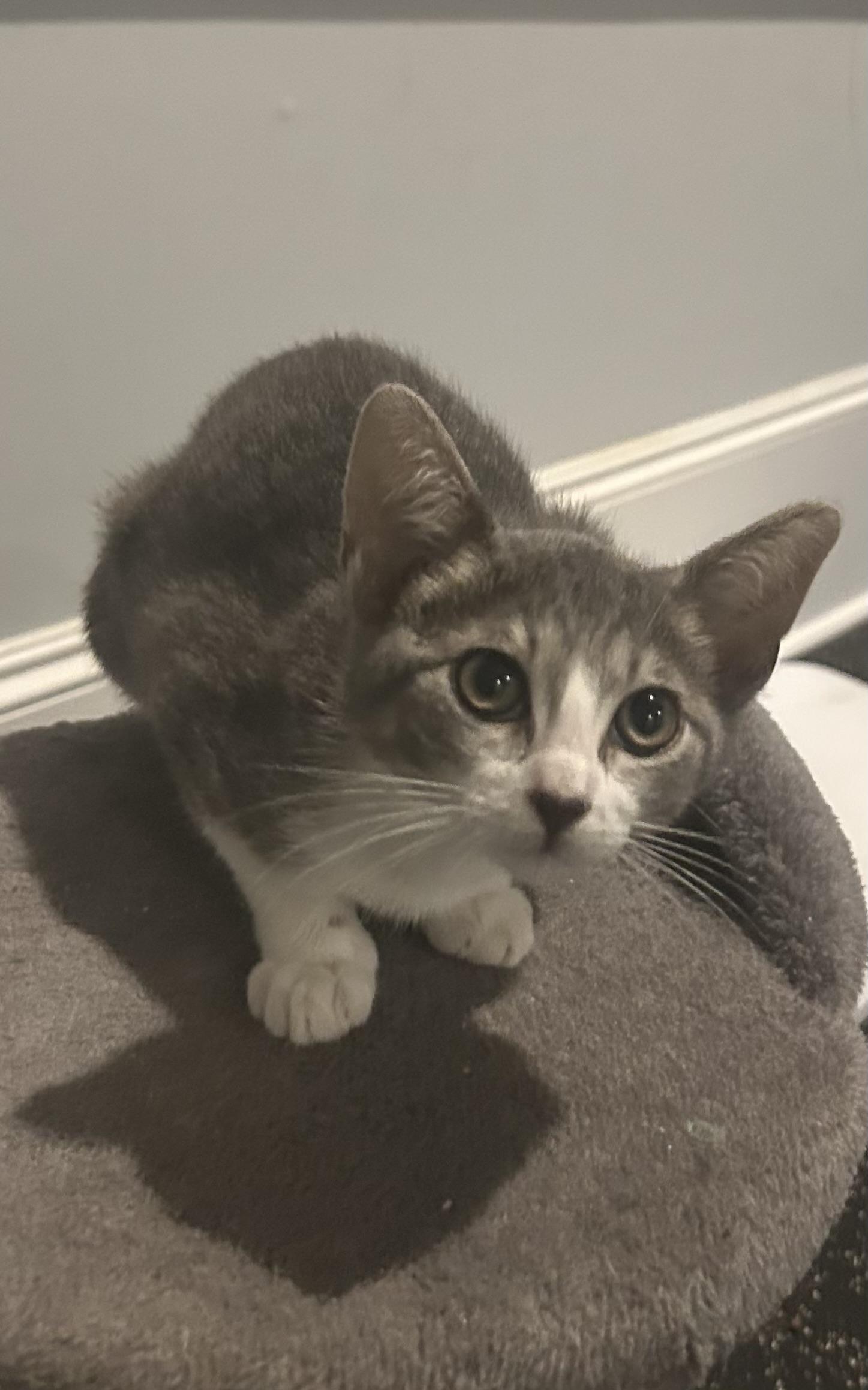 Enlarge Flutter - Riley Fuzzel Petsmart , an adopted Domestic Short Hair in Spring, TX image 2/3