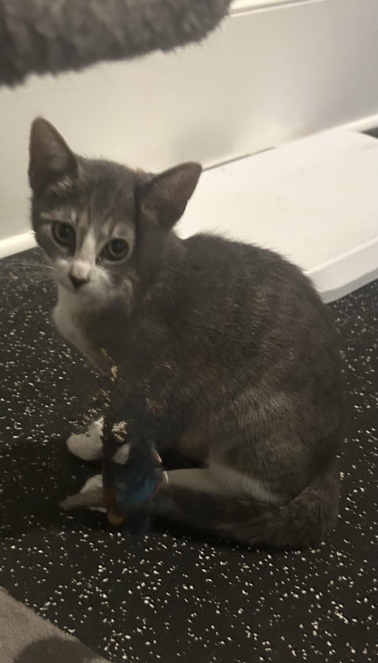 Enlarge Flutter - Riley Fuzzel Petsmart , an adopted Domestic Short Hair in Spring, TX image 3/3