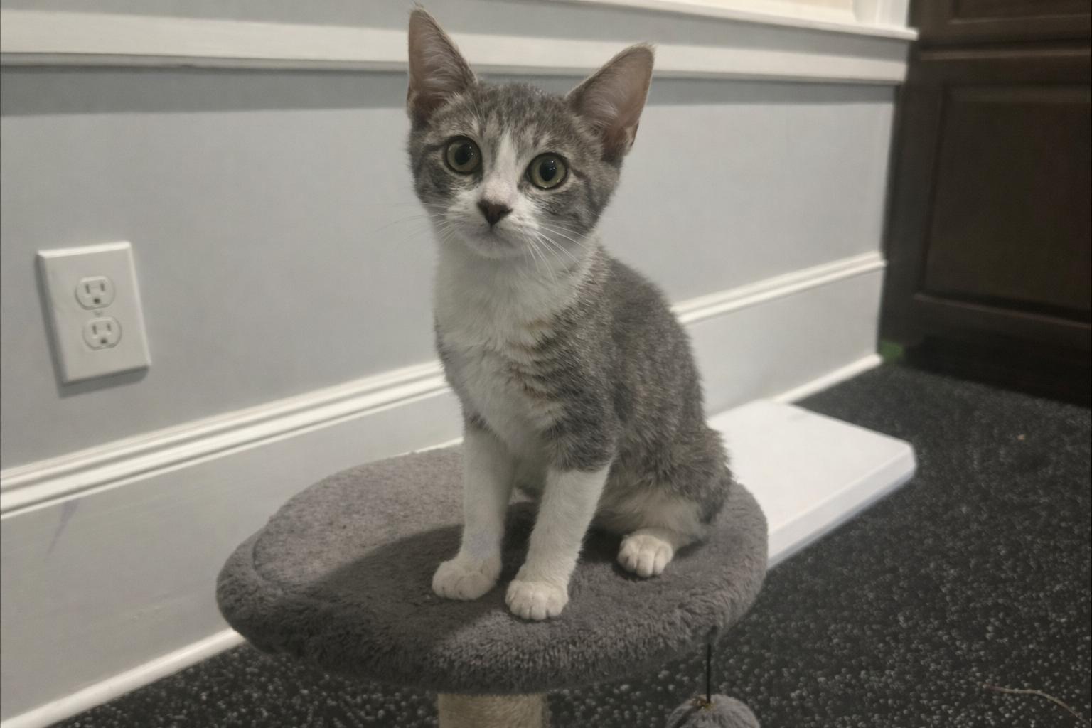 Enlarge Flutter - Riley Fuzzel Petsmart , an adopted Domestic Short Hair in Spring, TX image 1/3