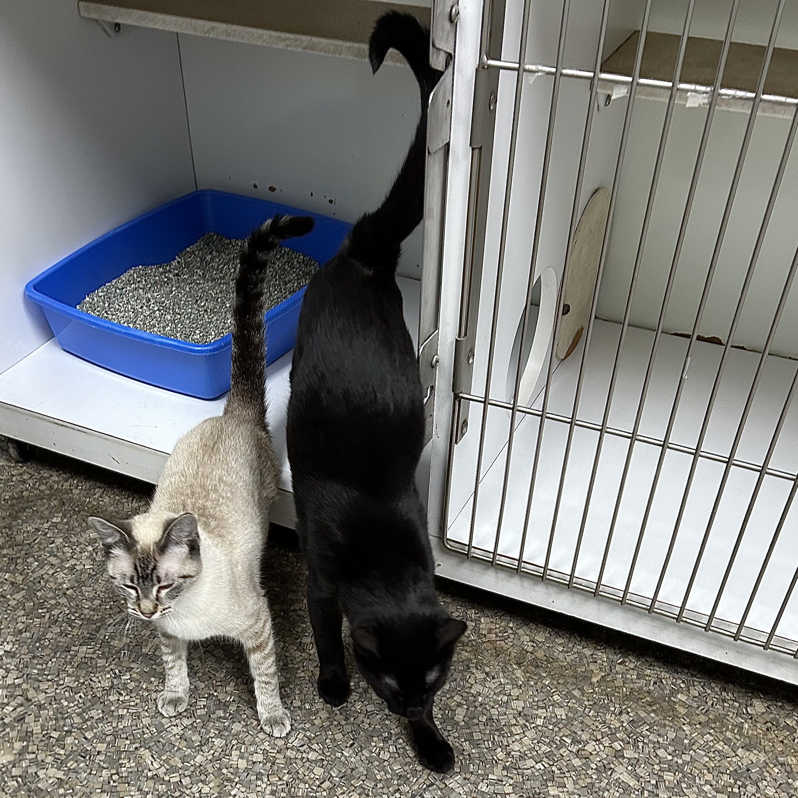 Enlarge Gianni, a Adoptable Domestic Short Hair image 7/8