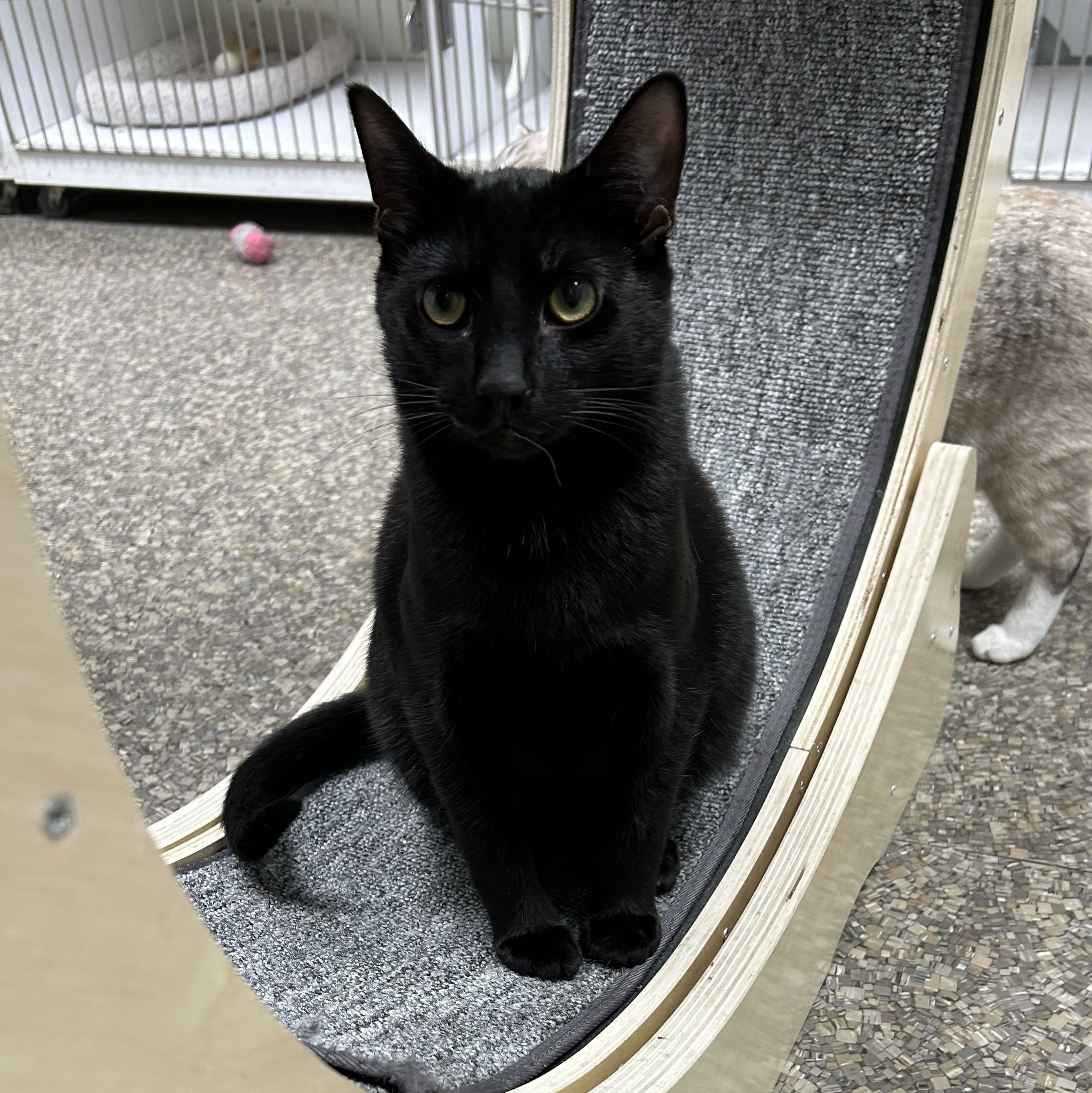 Enlarge Gianni, a Adoptable Domestic Short Hair image 6/8